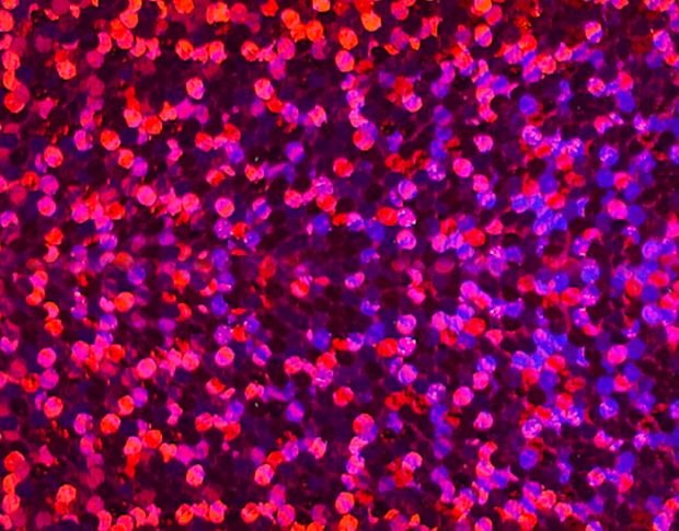 Siser HS Foil Fucsia