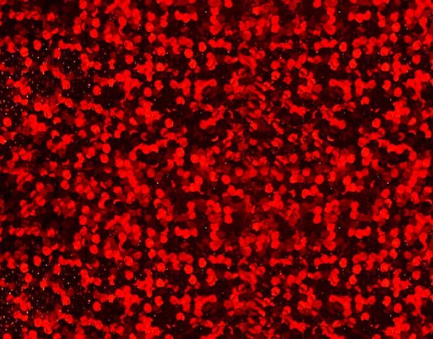 Siser HS Foil Red